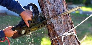 Best Root Management and Removal  in Cherry Valley, CA