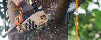 Best Tree Preservation Services  in Cherry Valley, CA