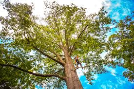 Best Aeration Services  in Cherry Valley, CA