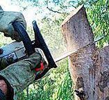 Best Fruit Tree Pruning  in Cherry Valley, CA