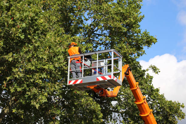 Best Tree Removal  in Cherry Valley, CA