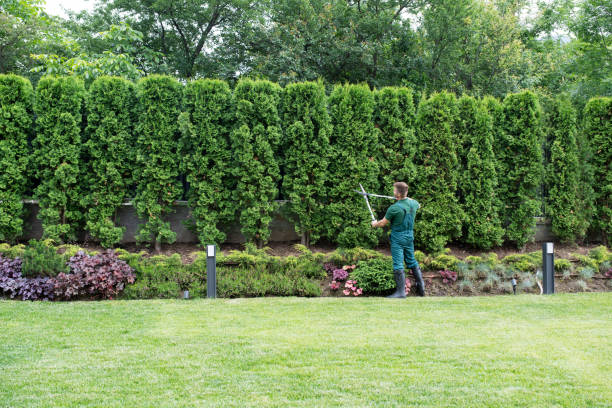 Best Lawn Disease Treatment  in Cherry Valley, CA