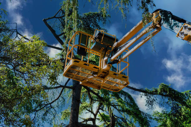Best Palm Tree Trimming  in Cherry Valley, CA