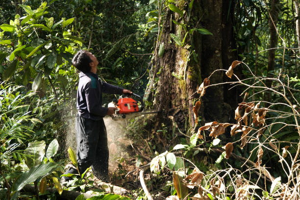 Best Hazardous Tree Removal  in Cherry Valley, CA
