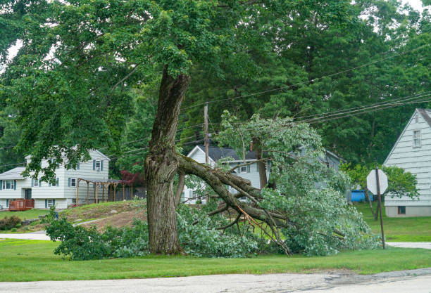 Best Tree Cabling and Bracing  in Cherry Valley, CA