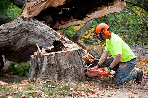 Best Tree Health Inspection  in Cherry Valley, CA