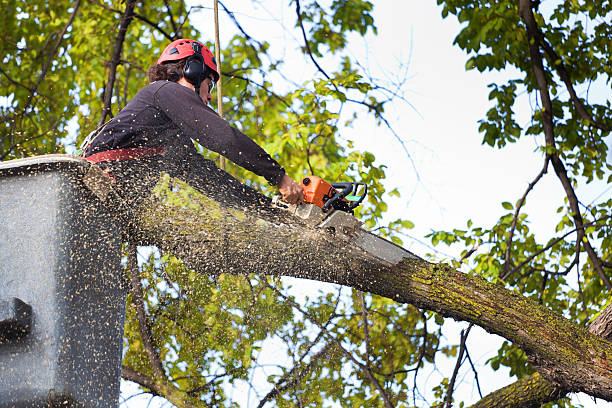 Best Organic Lawn Care Solutions  in Cherry Valley, CA